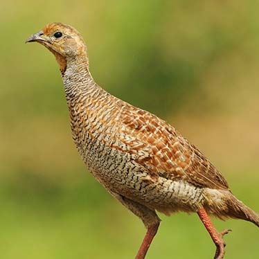 Grey Francolin