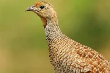 Grey Francolin