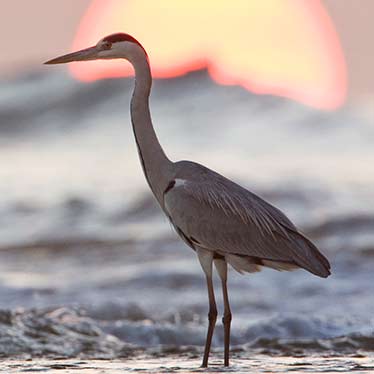 Grey Heron