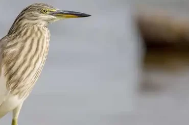 indian-pond-heron