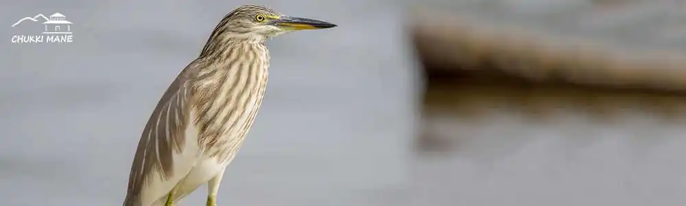 indian-pond-heron