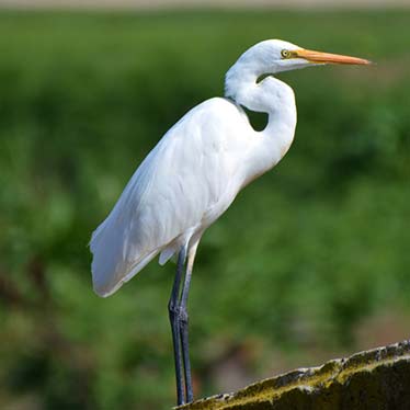 Intermediate Egret