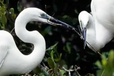 large-egret