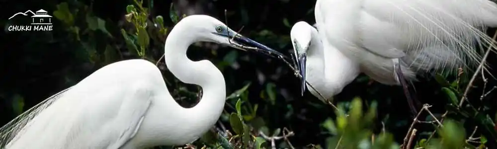 large-egret