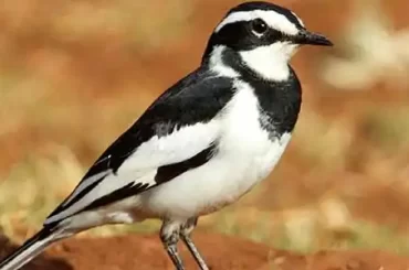 large-pied-wagtail