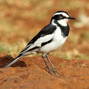 Large Pied Wagtail