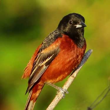 Orchard Oriole