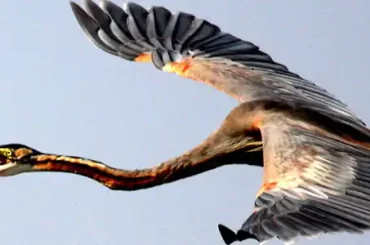 Purple Heron