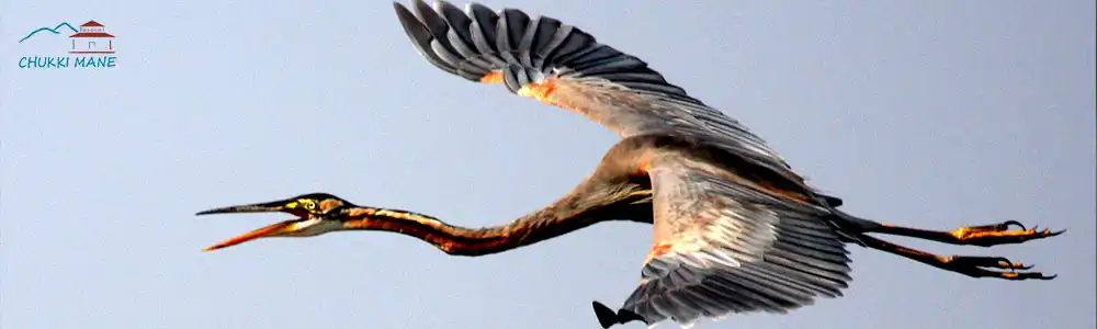 Purple Heron