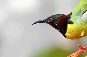 Purple-rumped Sunbird