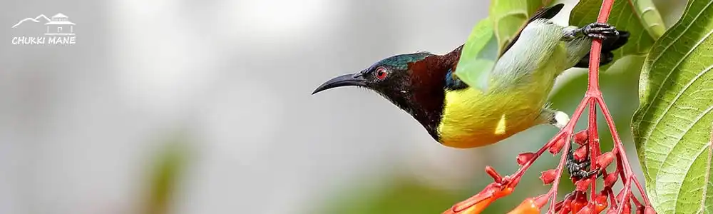 Purple-rumped Sunbird