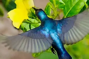 Purple Sunbird