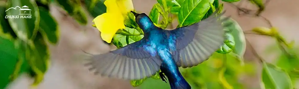 Purple Sunbird