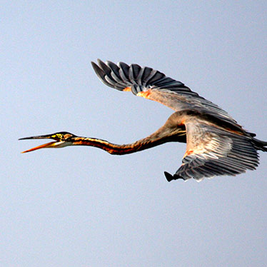 Purple Heron