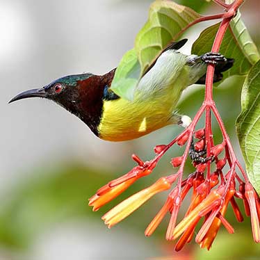 Purple Rumped Sunbird