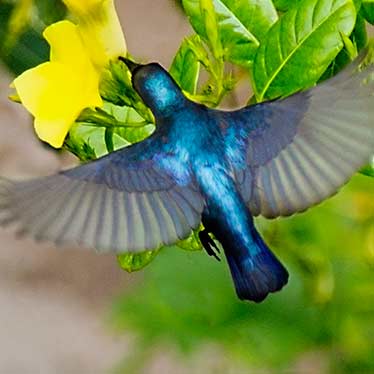 Purple Sunbird