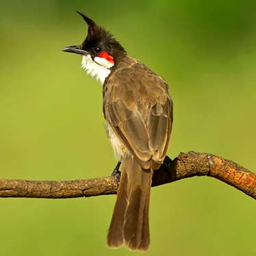 Red Whiskered Bulbul