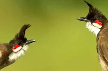 Red-whiskered Bulbul