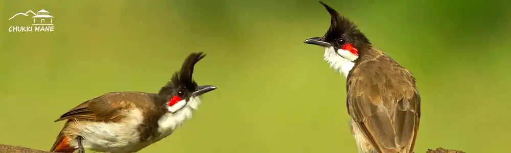 Red-whiskered Bulbul