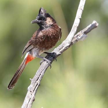 Red Vented Bulbul