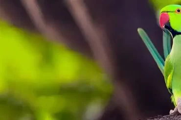 Rose Ringed Parakeet