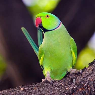 Rose Ringed Parakeet