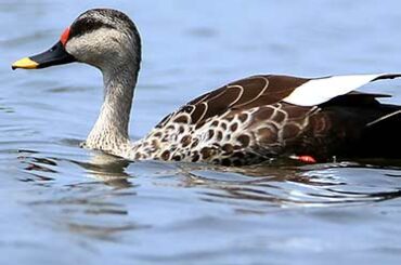 Spot Billed Duck