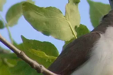 yellow-billed-cuckoo