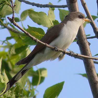 Yellow Billed Cuckoo