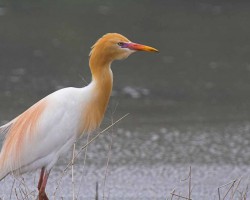 Outdoor photography of birds around Chukkimane