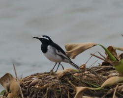 Amazing Bird around Bangalore