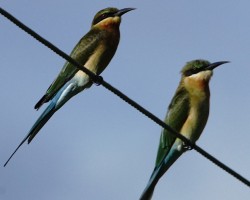 Bee eater photography tours