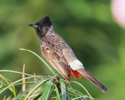 Bird around Bangalore