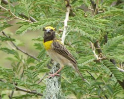 Bird at Chukkimane