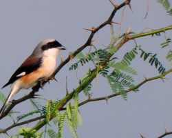 Bird Near to Mysore