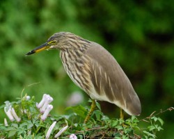 Birds around Bangalore