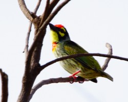 Bird near Mysore