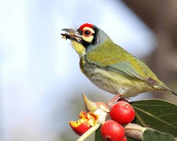 Bird near resorts