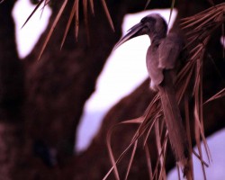 Bird near resorts at Bangalore