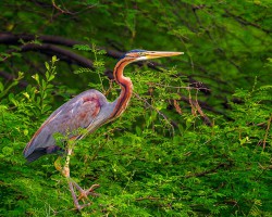 Bird photography near Shivanasamudra