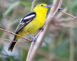 Bird photography around Bangalore