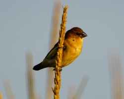 Bird Photography around Bangalore