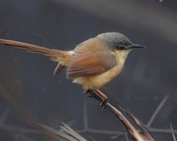 Bird photography around Hebbal lake