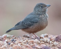 Bird photography around Mysore