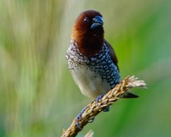 Bird Photography around Mysore