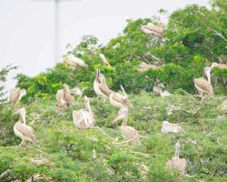 Bird Photography at River Kaveri