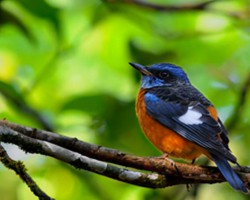 Bird photography at Chukkimane