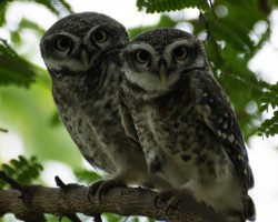 Bird photography at Shivannasamudra