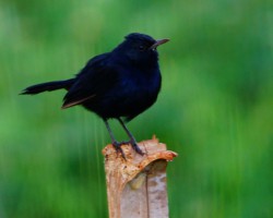 Bird photography session