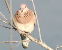 Bird Photography near Bangalore resorts